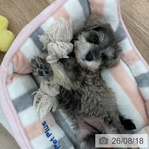 ミニチュア・シュナウザーの写真