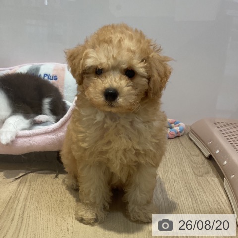 福岡県のトイプードル(トイ) (ペットプラス 小倉南店/2026年6月17日生まれ/男の子/アプリコット)の子犬の4枚目の画像