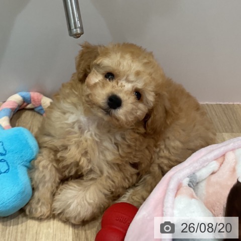 福岡県のトイプードル(トイ) (ペットプラス 小倉南店/2026年6月17日生まれ/男の子/アプリコット)の子犬の3枚目の画像