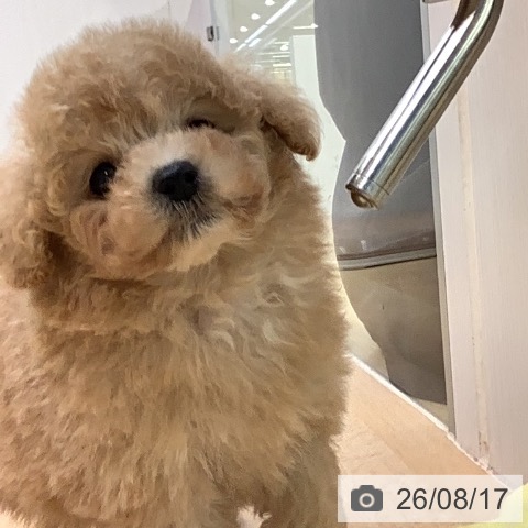 トイ・プードルの写真