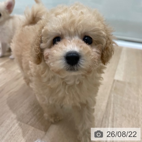 福岡県のトイプードル(トイ) (ペットプラス 八幡東店/2026年6月17日生まれ/女の子/クリーム)の子犬の4枚目の画像