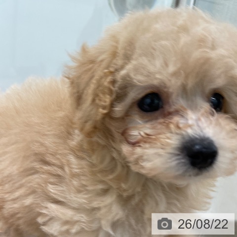 福岡県のトイプードル(トイ) (ペットプラス 八幡東店/2026年6月17日生まれ/女の子/クリーム)の子犬の3枚目の画像