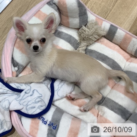 チワワの写真