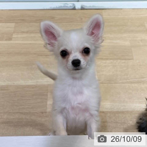 チワワの写真