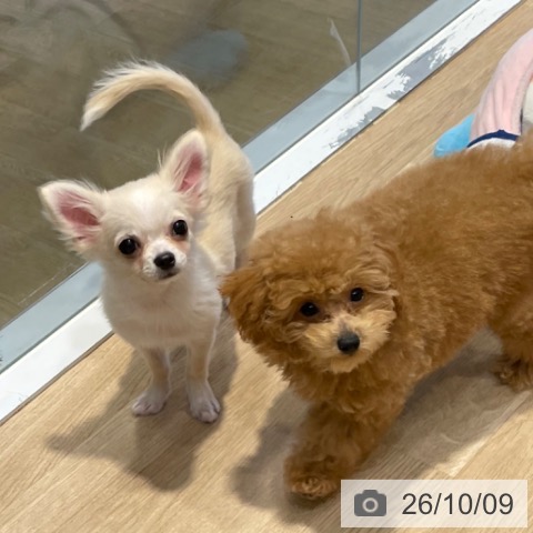 チワワの写真