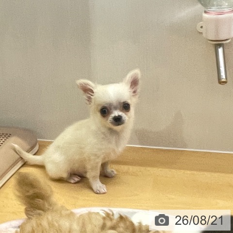 チワワの写真
