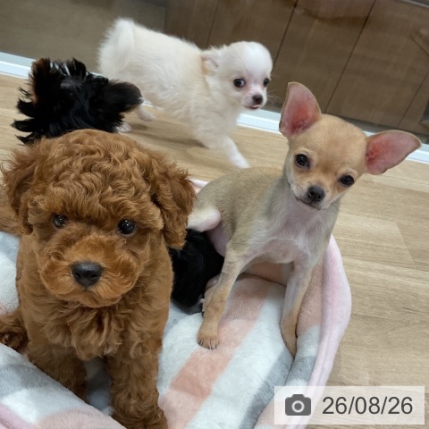 福岡県のチワワ(ロング) (ペットプラス ららぽーと福岡店/2026年6月16日生まれ/男の子/クリームホワイト)の子犬の4枚目の画像