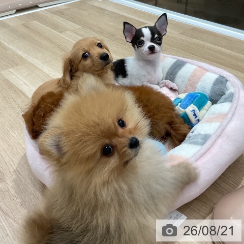 カニーンヘン・ダックスフンドの写真
