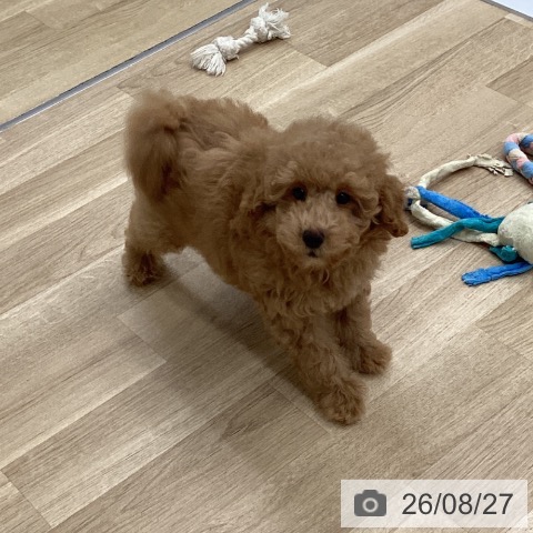 福岡県のトイプードル(トイ) (ペットプラス 春日店/2026年6月16日生まれ/男の子/アプリコット)の子犬の4枚目の画像