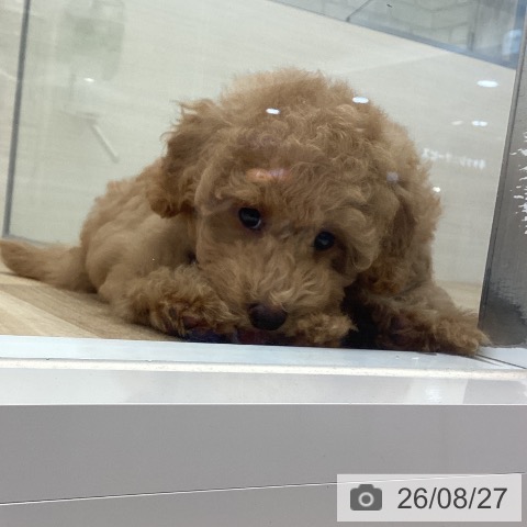 福岡県のトイプードル(トイ) (ペットプラス 春日店/2026年6月16日生まれ/男の子/アプリコット)の子犬の3枚目の画像