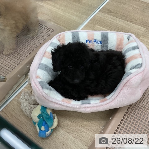福岡県のトイプードル(トイ) (ペットプラス 八幡東店/2026年6月16日生まれ/女の子/ブラック)の子犬の4枚目の画像
