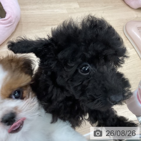 福岡県のトイプードル(トイ) (ペットプラス 八幡東店/2026年6月16日生まれ/女の子/ブラック)の子犬の3枚目の画像