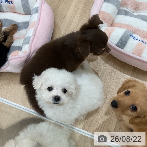 福岡県のビションフリーゼ (ペットプラス 八幡東店/2026年6月10日生まれ/女の子/ホワイト)の子犬の3枚目の画像