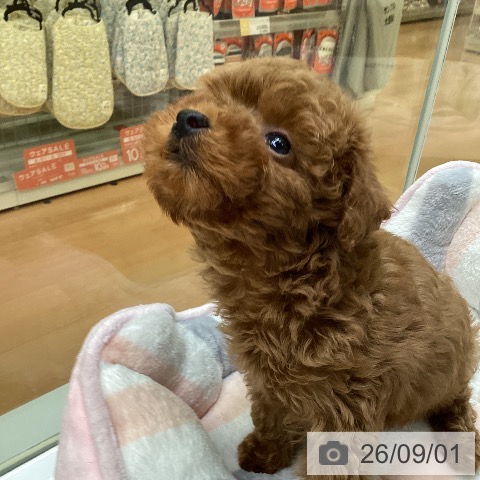 福岡県のトイプードル(トイ) (ペットプラス 黒崎店/2026年6月20日生まれ/男の子/レッド)の子犬の4枚目の画像