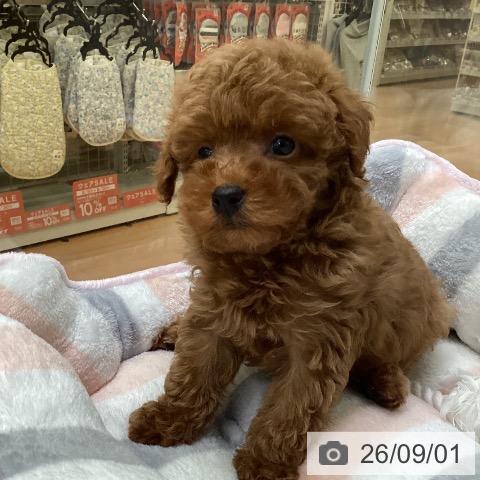 福岡県のトイプードル(トイ) (ペットプラス 黒崎店/2026年6月20日生まれ/男の子/レッド)の子犬の3枚目の画像
