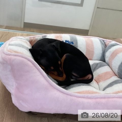ミニチュア・ピンシャーの写真