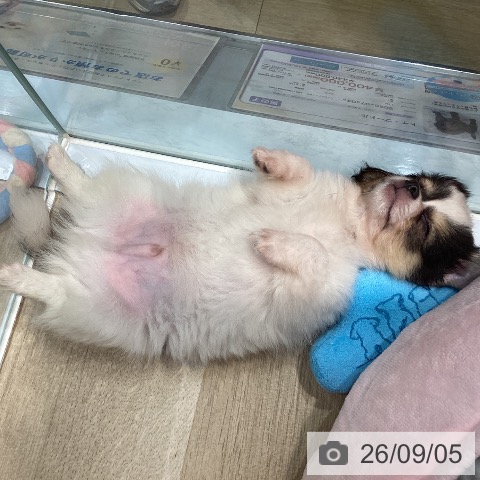 チワワの写真
