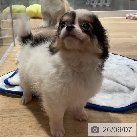 福岡県のチワワ(ロング) (ペットプラス 小倉南店/2026年6月20日生まれ/男の子/ホワイトブラックタン)の子犬の4枚目の画像