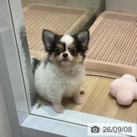 福岡県のチワワ(ロング) (ペットプラス 小倉南店/2026年6月20日生まれ/男の子/ホワイトブラックタン)の子犬の3枚目の画像