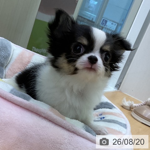 チワワの写真