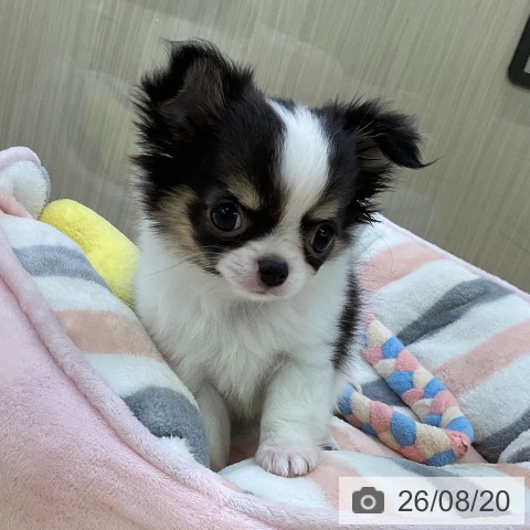 チワワの写真