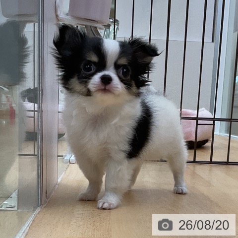 チワワの写真