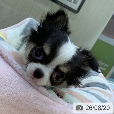 チワワの写真