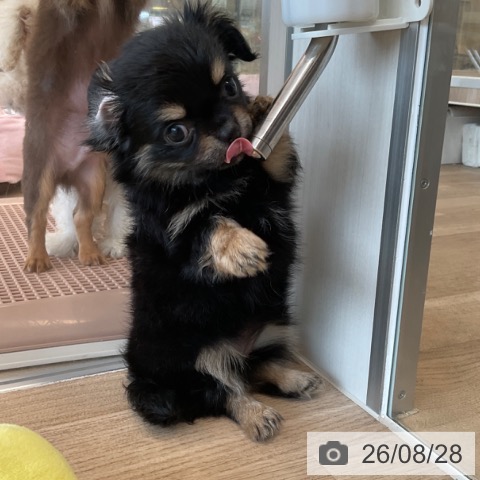 チワワの写真