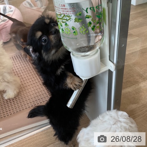チワワの写真