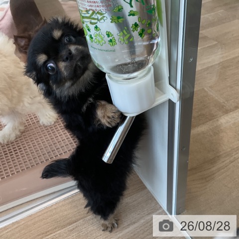 チワワの写真