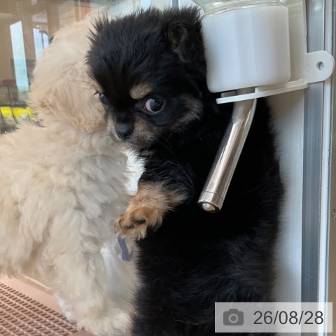 チワワの写真