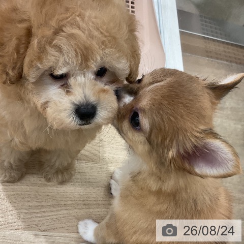 チワワの写真