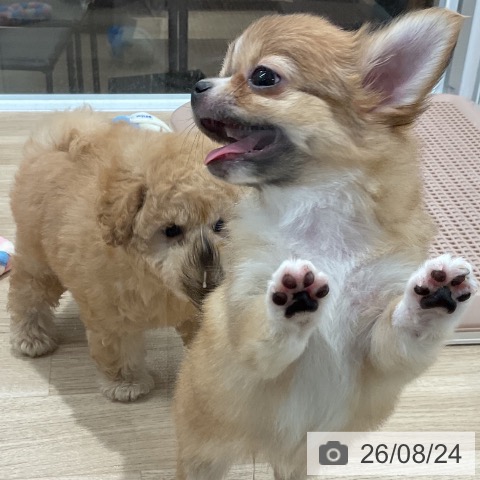 チワワの写真