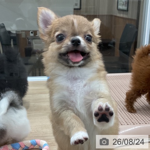 チワワの写真