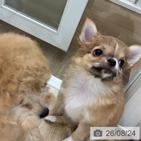 チワワの写真