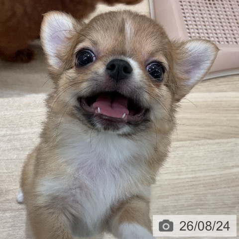 チワワの写真