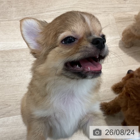 チワワの写真