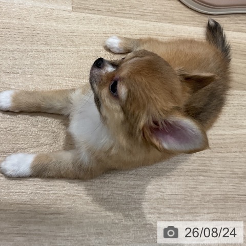 チワワの写真