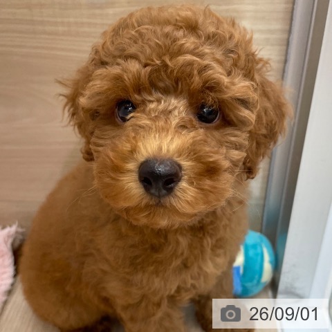 沖縄県のトイプードル(トイ) (ペットプラス 南風原店/2026年6月24日生まれ/男の子/レッド)の子犬の3枚目の画像