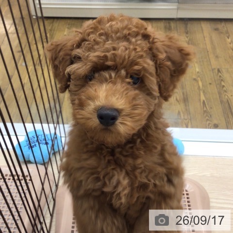 沖縄県のトイプードル(トイ) (ペットプラス 南風原店/2026年6月24日生まれ/男の子/レッド)の子犬の3枚目の画像