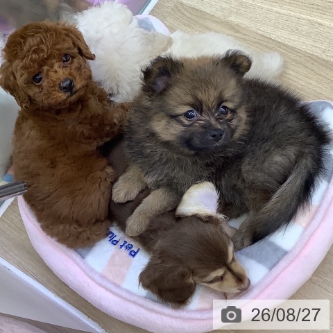 山梨県のトイプードル(トイ) (ペットプラス 甲府昭和店/2026年6月24日生まれ/男の子/レッド)の子犬の4枚目の画像