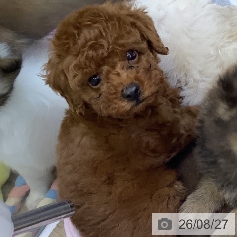 山梨県のトイプードル(トイ) (ペットプラス 甲府昭和店/2026年6月24日生まれ/男の子/レッド)の子犬の3枚目の画像