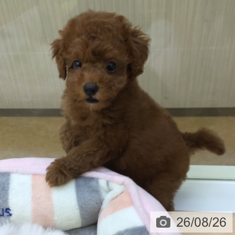 福岡県のトイプードル(トイ) (ペットプラス 福岡店/2026年6月24日生まれ/女の子/レッド)の子犬の4枚目の画像