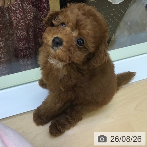 福岡県のトイプードル(トイ) (ペットプラス 福岡店/2026年6月24日生まれ/女の子/レッド)の子犬の3枚目の画像