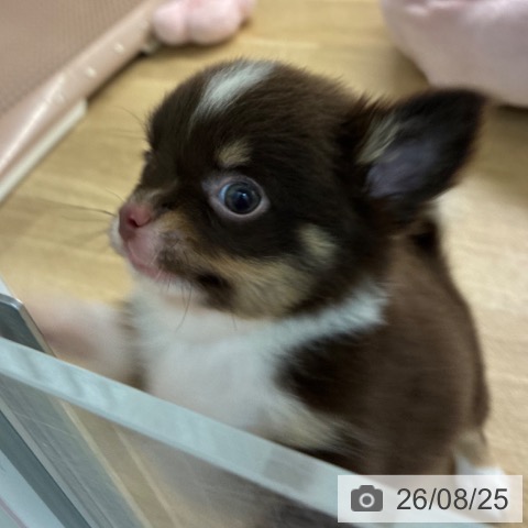 宮崎県のチワワ(ロング) (ペットプラス 宮崎店/2026年6月24日生まれ/男の子/チョコレートタンホワイト)の子犬の4枚目の画像
