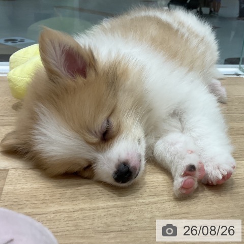 ポメラニアンの写真