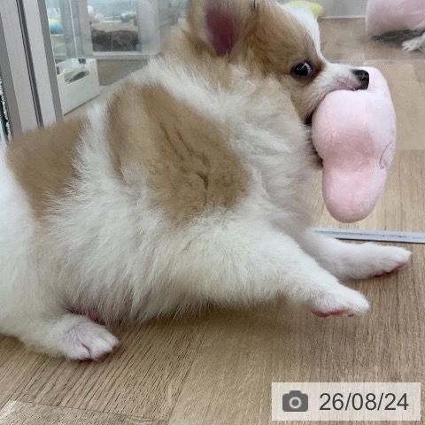 ポメラニアンの写真