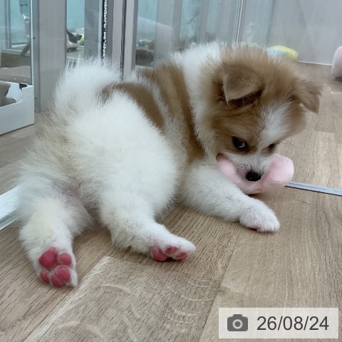 ポメラニアンの写真