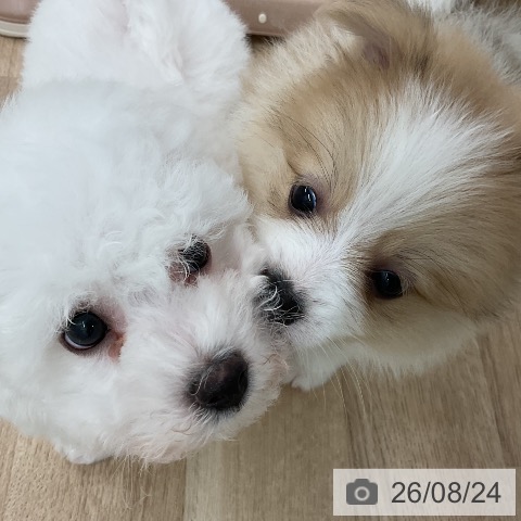 ポメラニアンの写真