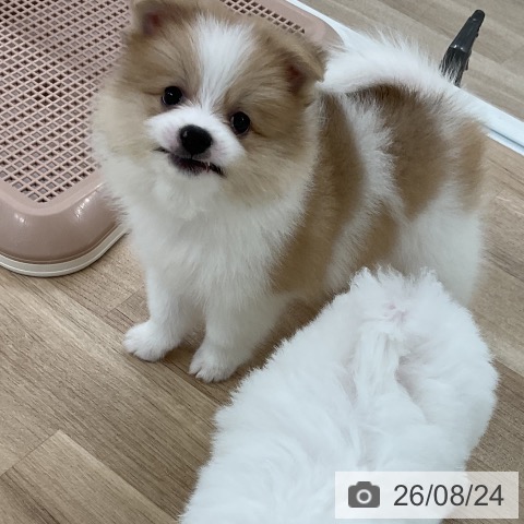 ポメラニアンの写真